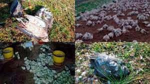 Mortandad de pájaros y pollos, otra triste postal por consecuencias del temporal