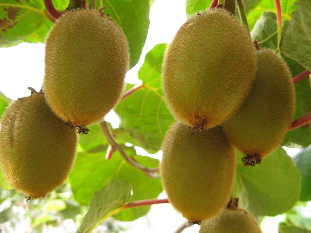 Entre Ríos: impulsan el cultivo de kiwi como fruta primicia