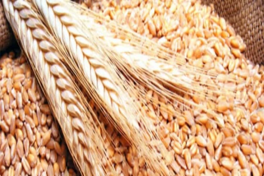 Mercado de granos local con precios bajistas por maíz, trigo y soja