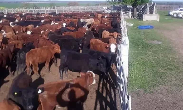 Villaguay: secuestran 900 bovinos y 600 porcinos valuados en casi 200 millones de pesos