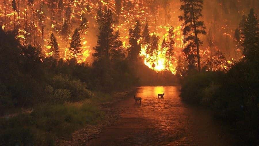 Incendios Forestales: ya son 10 las provincias afectadas por el fuego