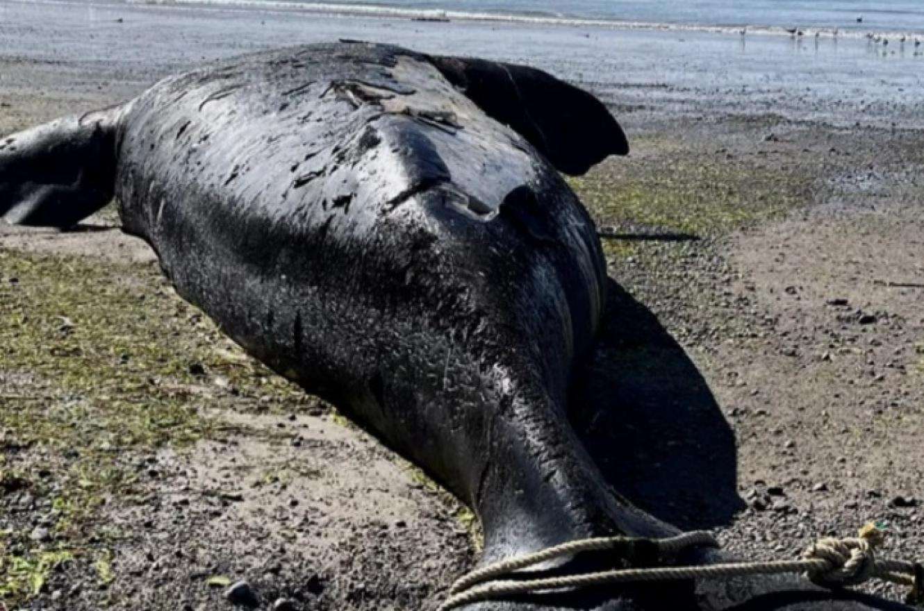 Siguen apareciendo ballenas muertas en Península de Valdés: ya suman 15