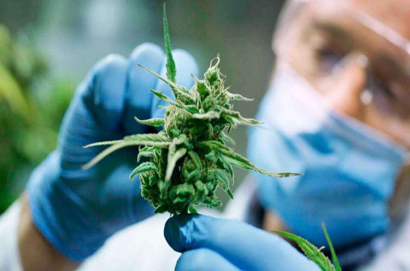 Habrá un aceite de cannabis de producción nacional en todas las farmacias