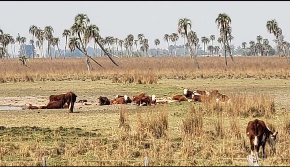 No solo sufren los cultivos: por la sequía, están en riesgo más de 12 millones de cabezas bovinas