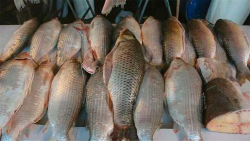 La Aduana impidió exportación de pescado de río de una especie protegida