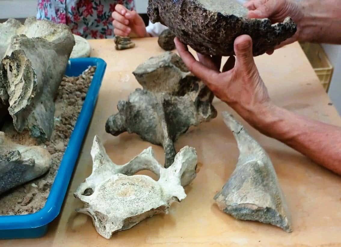 Entregaron restos fósiles hallados en el río Gualeguay al Centro Científico de Diamante