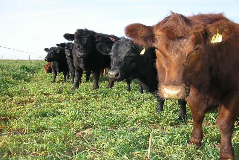 El Senasa detectó casos de carbunclo bacteridiano o "ántrax" en ganado de Río Negro