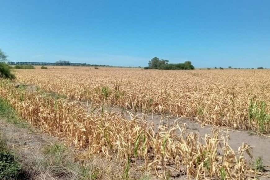 La sequía afecta el 70% de la soja en Entre Ríos: tiene condición mala o regular