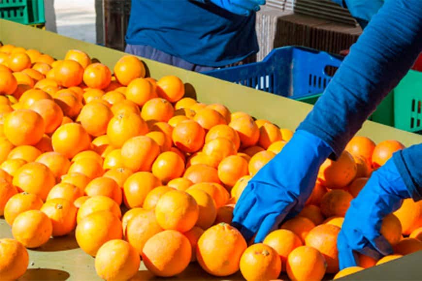 Preocupación de los exportadores de citrus por el DNU que impone el pago de un bono de fin de año