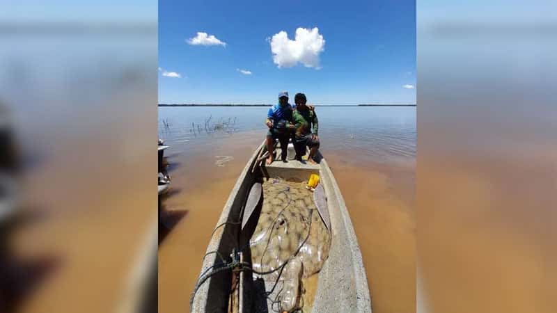 Pescaron una raya de 180 kilos en el río Paraná