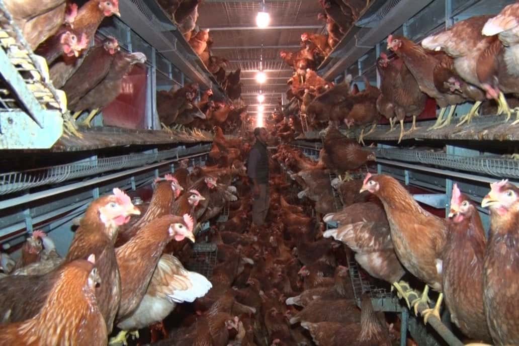El calor impacta de lleno en las granjas avícolas y arrecian los consejos de cuidados paliativos