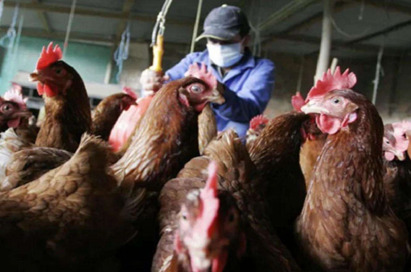 Entre Ríos aplicará medidas de prevención por la gripe aviar
