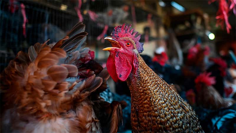 Crean un programa de compensación para productores avícolas: cómo solicitarlo