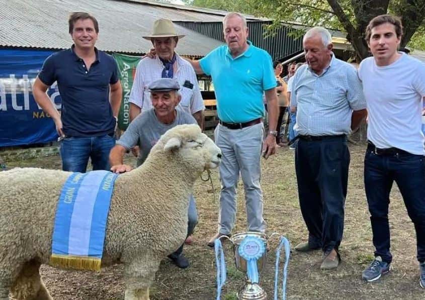 Carneros for export: Desde Entre Ríos, la cabaña ovina La Libertad realizará la primera exportación de reproductores de la raza Romney Marsh a Brasil