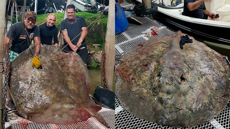 Pescador extrajo una raya gigante de 250 kilos en el río Paraná