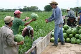 Insfrán declaró el estado de Emergencia Agrícola en Formosa