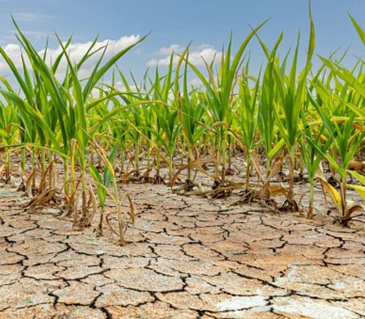 Entre Ríos :informe revela que empeoró la sequía
