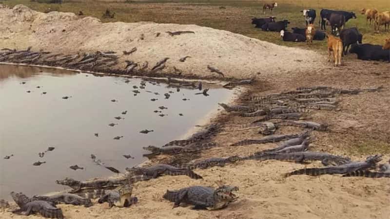 Desgarradoras secuelas que dejó La Niña: se secaron 34.000 lagunas en Corrientes