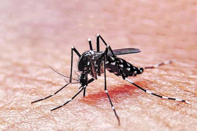 En Entre Ríos hay 99 casos de dengue
