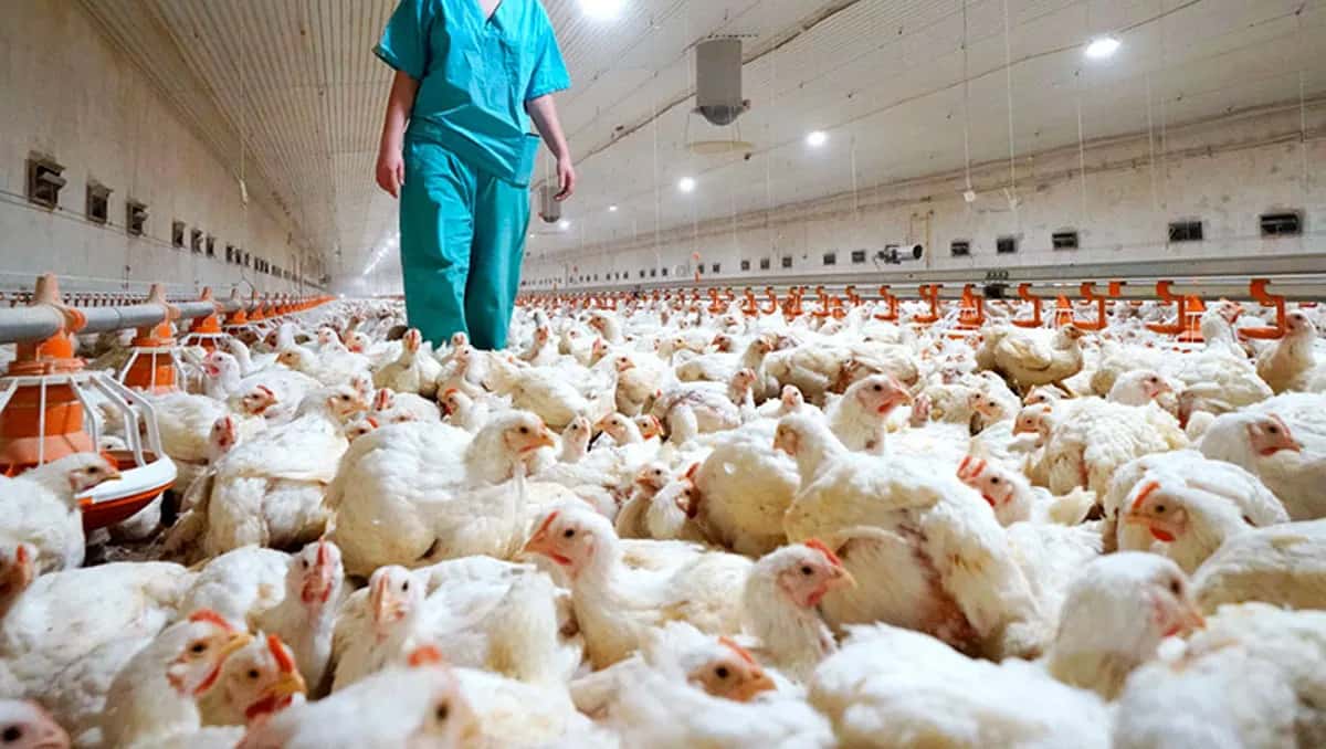 Entre Ríos refuerza medidas de bioseguridad para evitar casos de gripe aviar