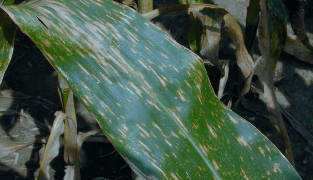 Cercosporiosis: ¿De qué trata esta enfermedad que afecta al maíz?