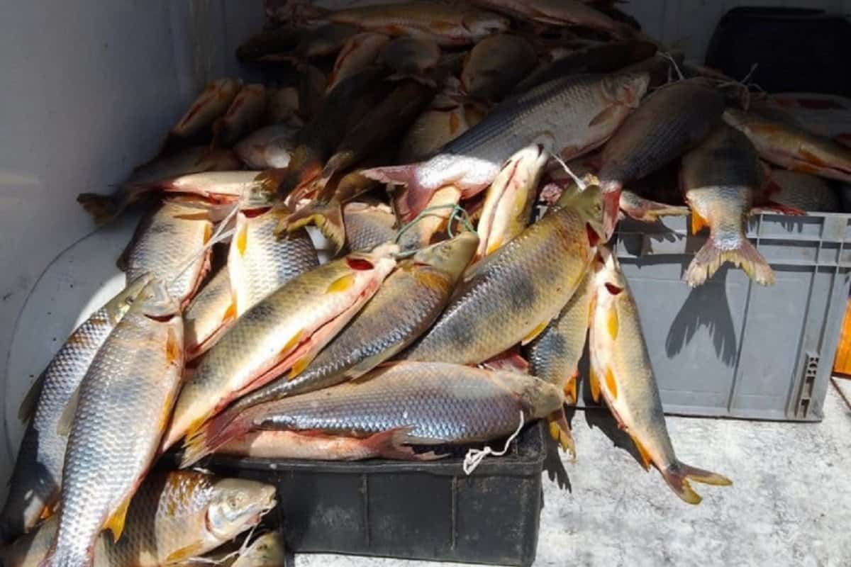 Interceptaron un transporte de más de 400 pescados sin documentación