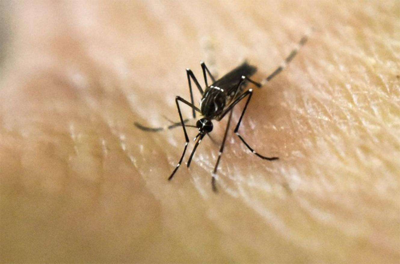 Dengue en Entre Ríos: suben los casos pero se desaceleró el aumento de contagios