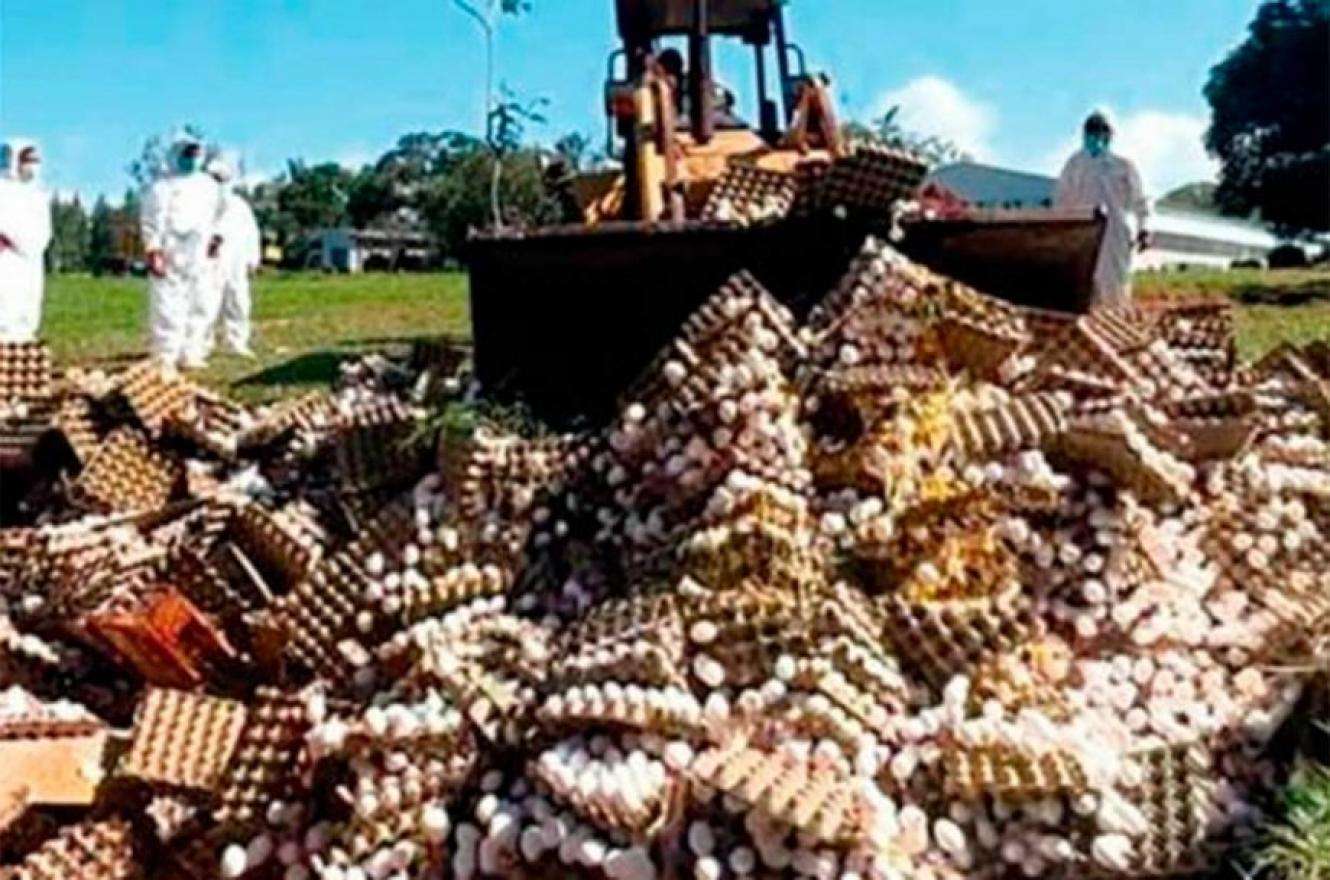 SENASA ordenó destruir 360.000 huevos a una avícola, pese a que no se detectó gripe aviar
