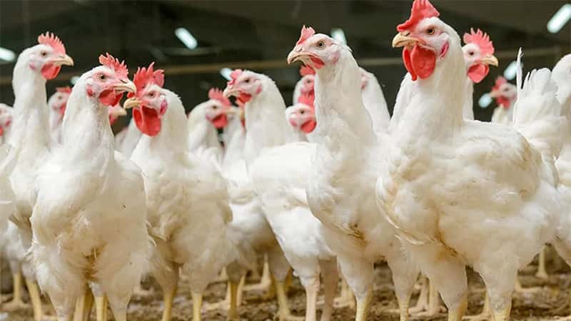 Sacrificarán 400.000 gallinas por gripe aviar en una localidad de Chubut