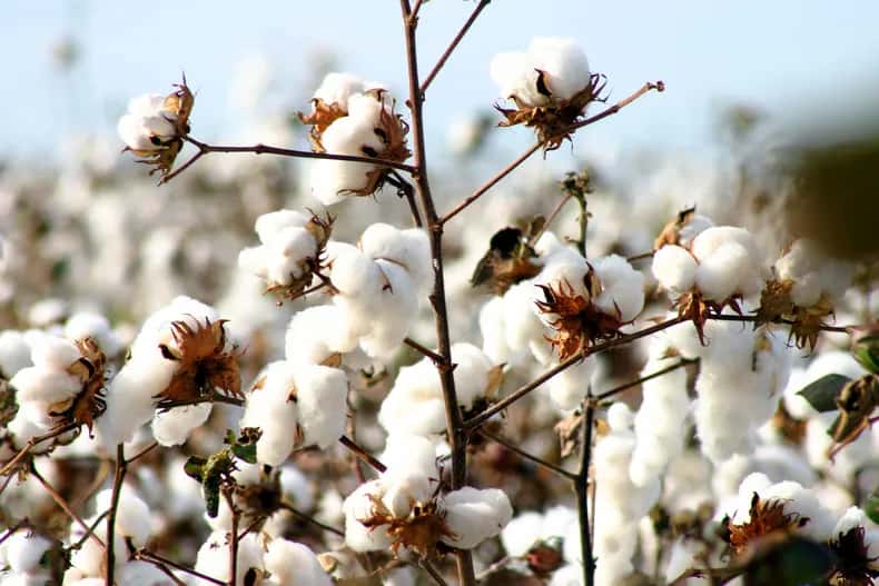 Textiles advierten por aumentos de precios ante la sequía