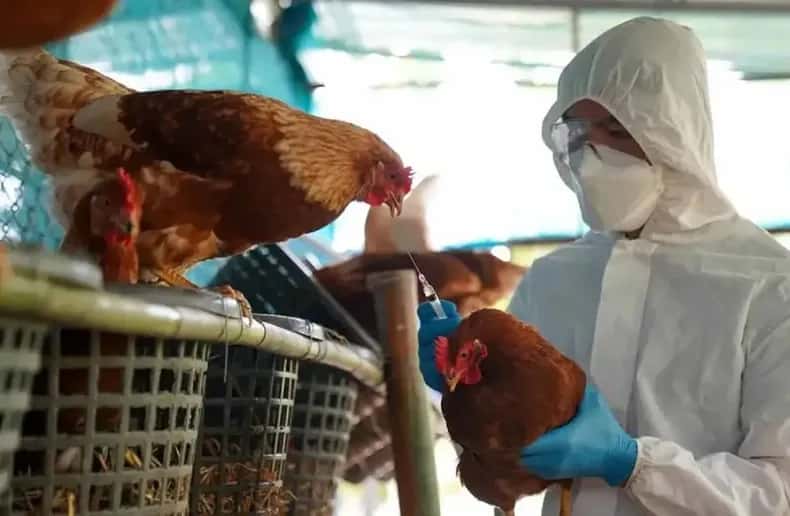 Nuevo caso de gripe aviar en Entre Ríos: sacrificarán 10.000 aves