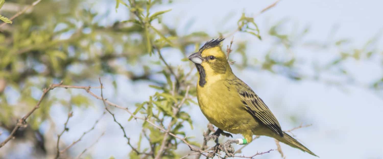 Aves y mamíferos autóctonos de Entre Ríos fueron declarados monumentos naturales