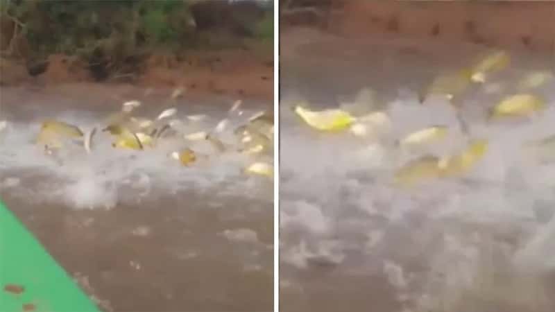 Filmaron una increíble “lluvia de dorados” en el río Paraná