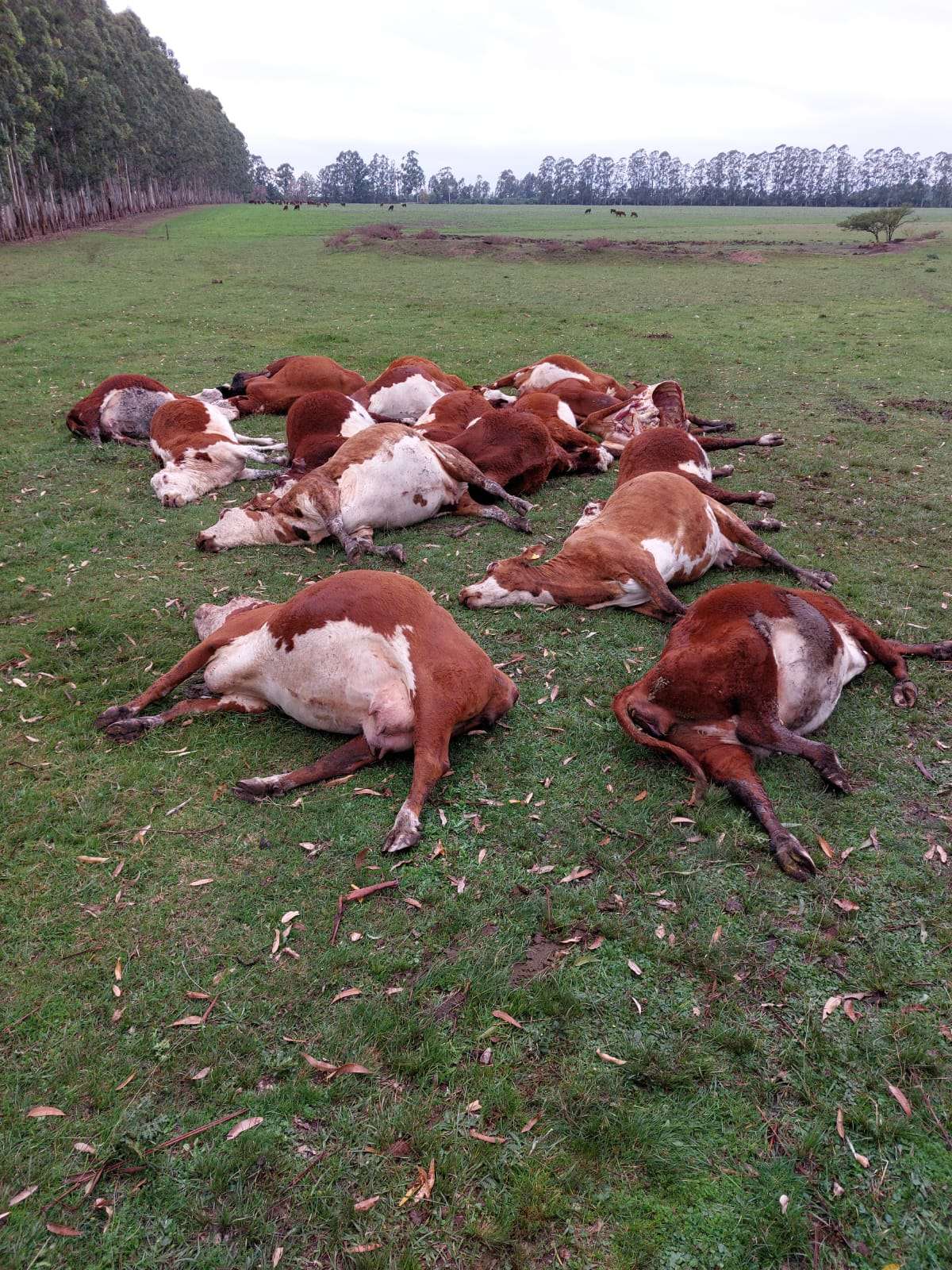 Otras 24 vacas murieron en un campo entrerriano