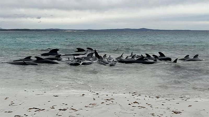 Mueren 51 ballenas piloto varadas en Australia y buscan salvar a 46: imágenes
