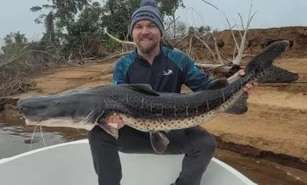 Pescaron en Corrientes un Surubí de 40 kilos, la especie más grande que existe en el Río Paraná