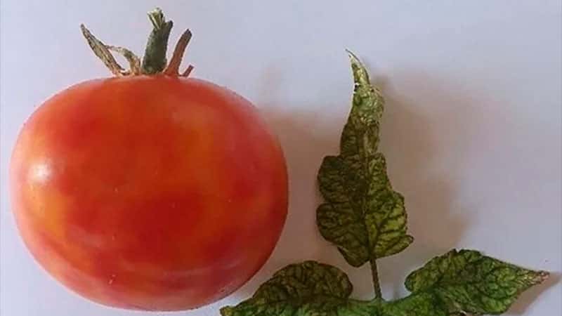 Detalles del virus que afecta a los tomates: se declaró alerta en todo el país