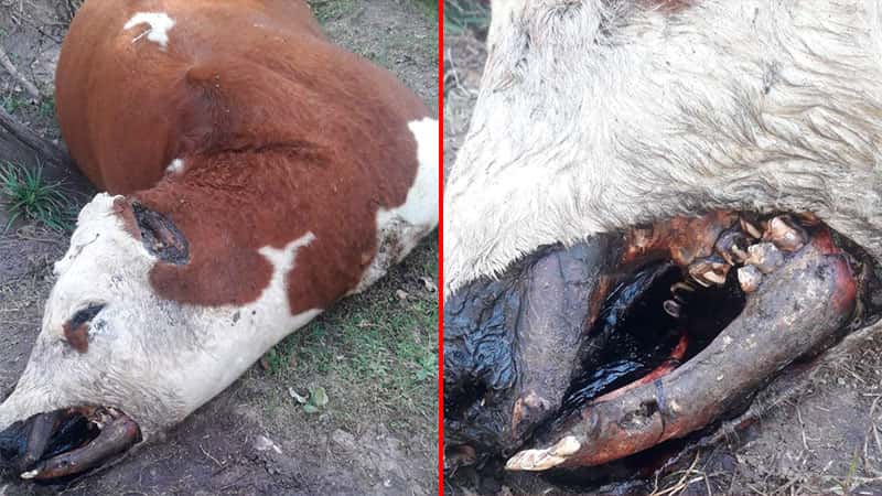 Hallaron vacas con extrañas mutilaciones en diferentes campos entrerrianos