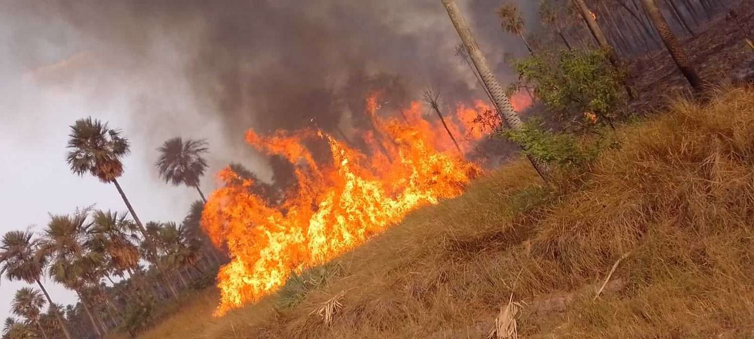 Entre Ríos y otras cuatro provincias registran focos activos de incendios forestales