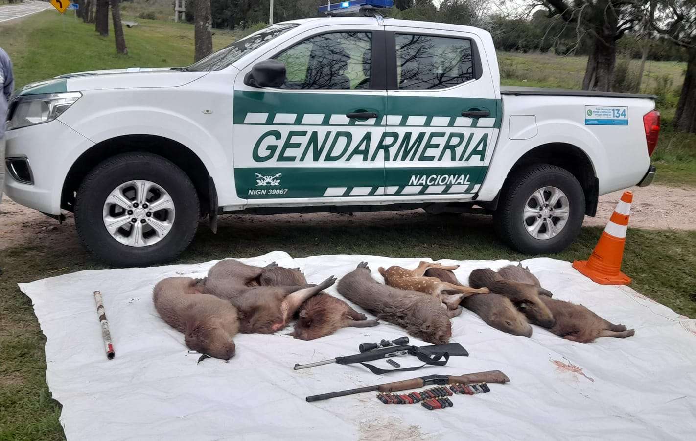 Gualeguay: Sorprenden a cazadores furtivos tras matanza de especies autóctonas protegidas