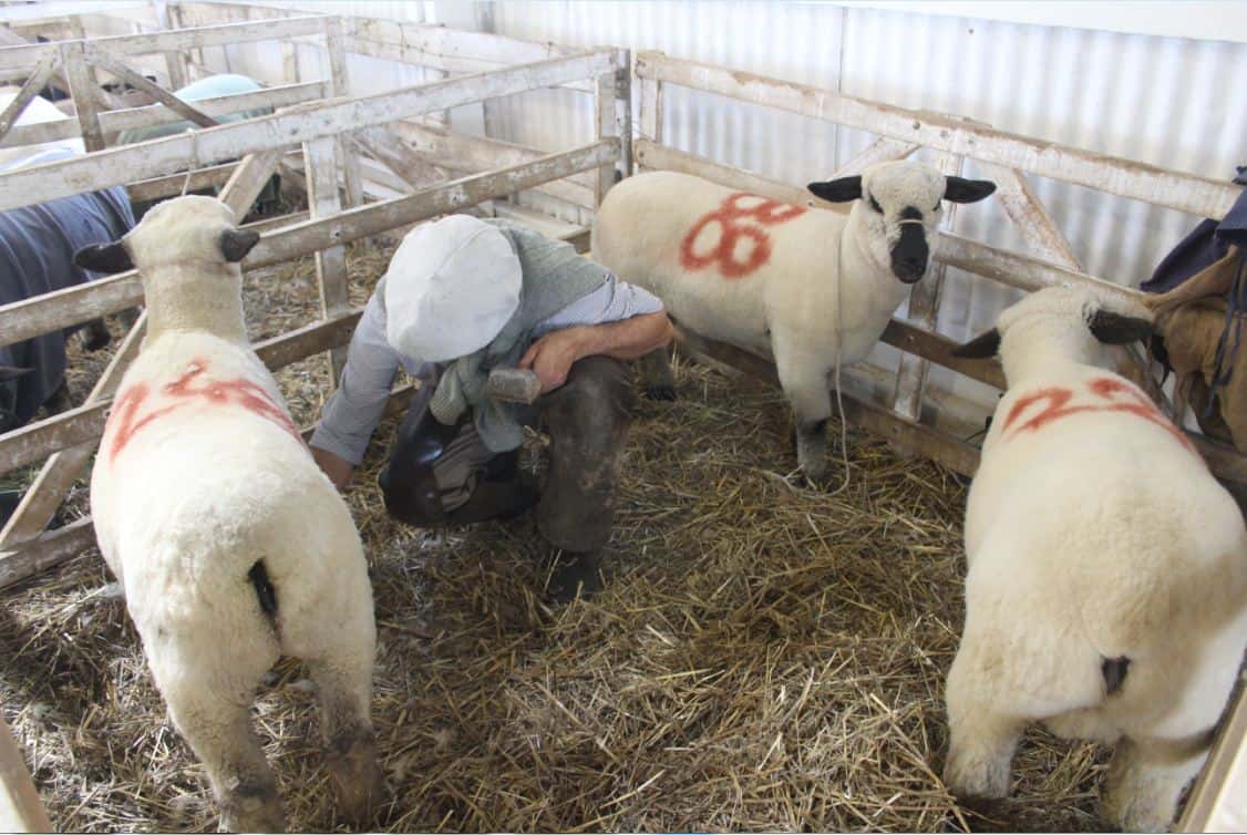 Cabaña "tres J" se caracteriza por la producción ovina.