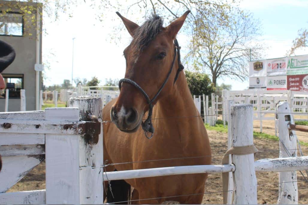 Rural 2023: Presencia de algunos caballos criollos