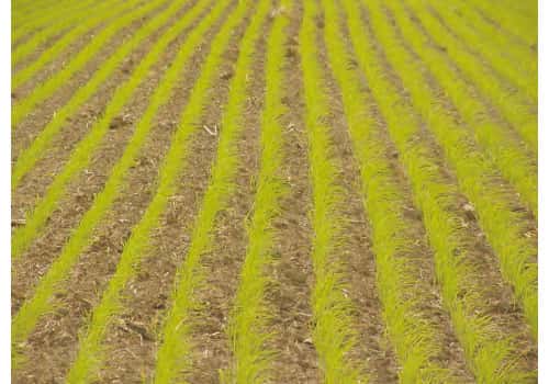 Ya se implantó el 93% de arroz en Entre Ríos