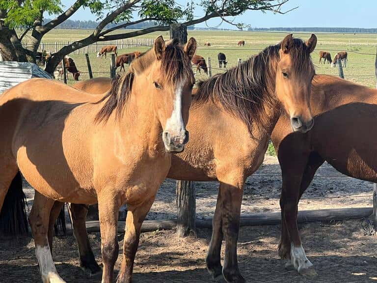 Un veterinario aclaró datos provinciales sobre la enfermedad que ataca a los caballos