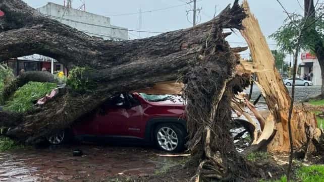 Feliciano: un auto fue aplastado por un gran árbol