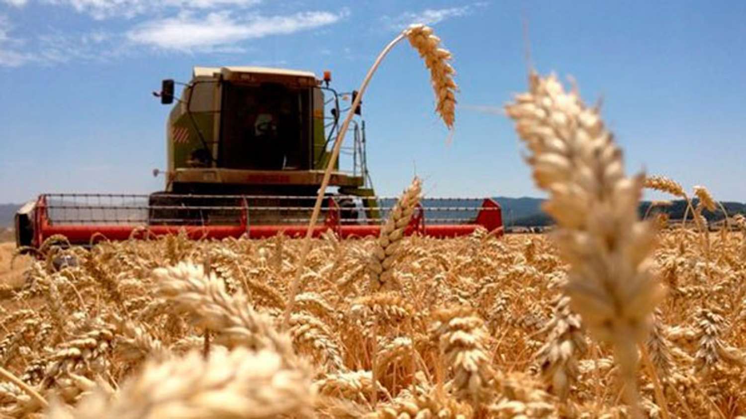 Finalizó la cosecha de trigo con una producción de 15,1 millones de toneladas