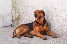 Desde Veterinaria y Zoonosis municipal instan a la tenencia responsable de perros