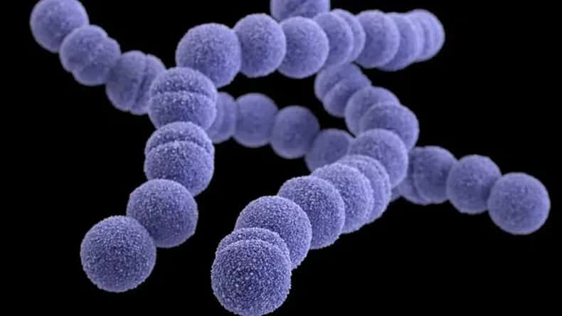 Alerta mundial por el estreptococo A, la "enfermedad carnívora" que se propaga sin freno en Japón