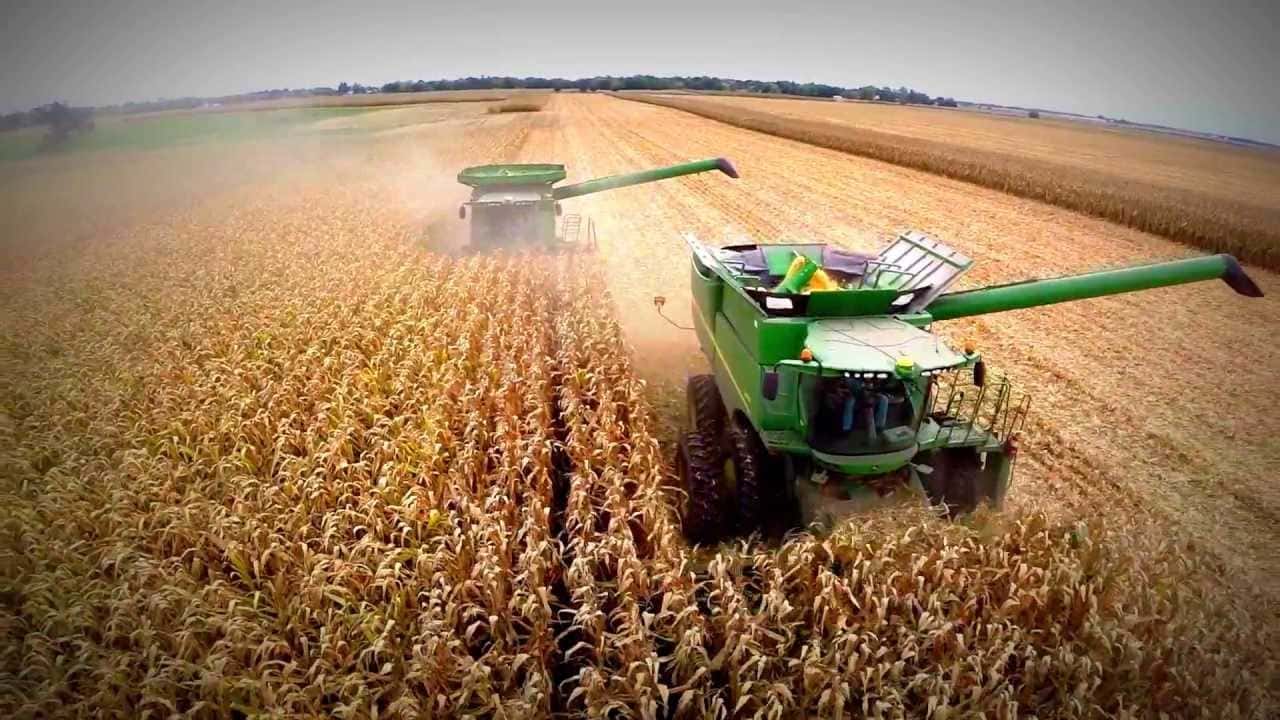 Estiman fuerte aumento de la producción de maíz de primera
