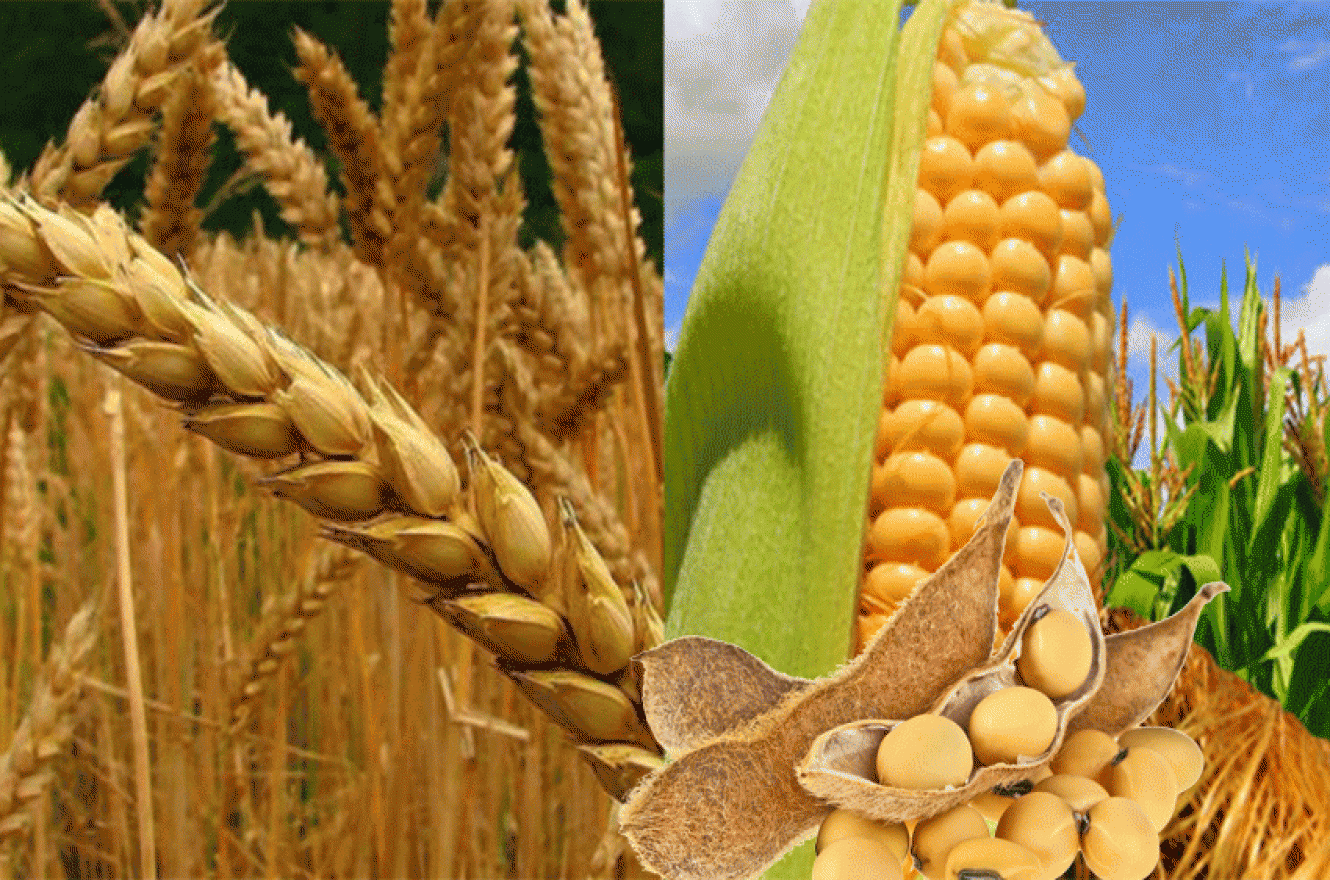 Ataque a Ucrania dispara el precio de materias primas: vuelan la soja, el trigo y el maíz